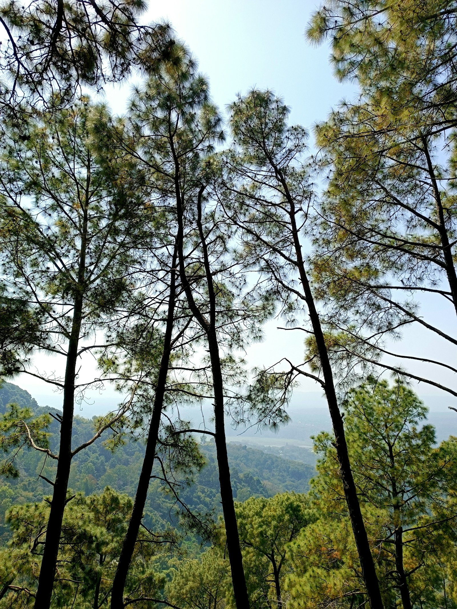 Tall pine trees above a forested valley in Hamirpur, Himachal Pradesh.