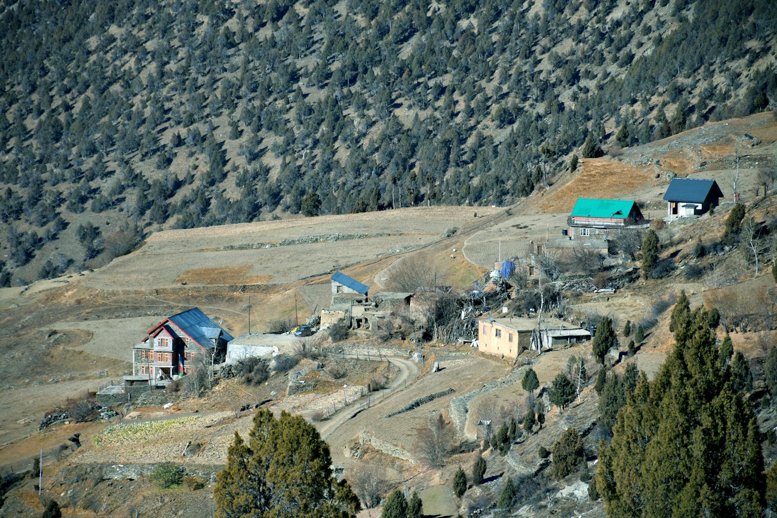 A small village on a steep wooded hillside at Yangthang, Himachal Pradesh.