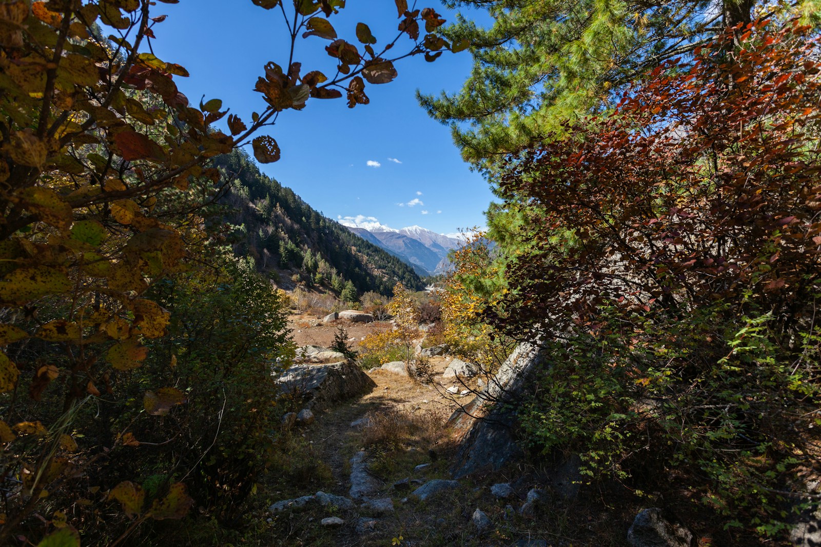 A small stream running through a forest in Kinnaur.