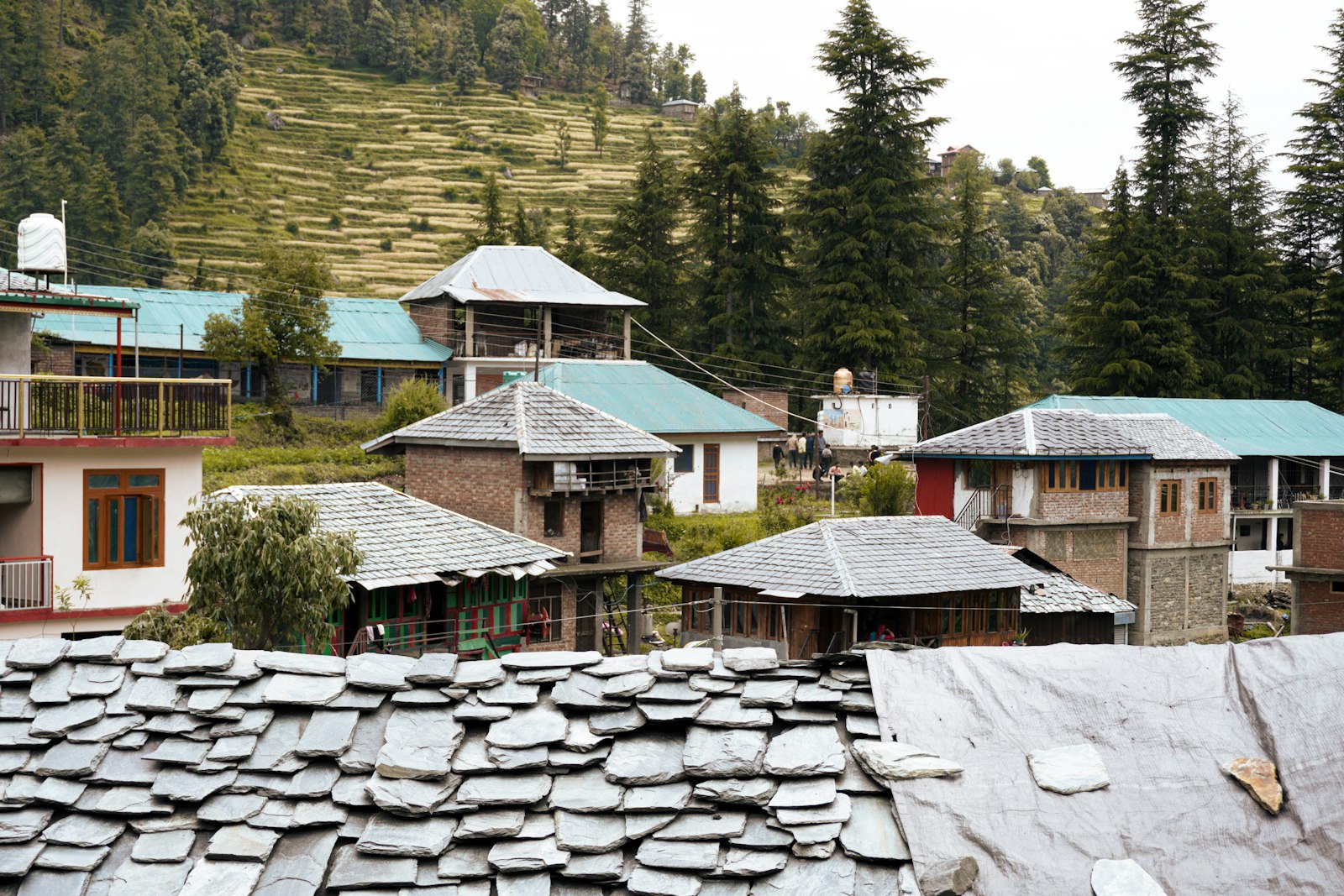 Houses on a lush green hillside at Barot, Himachal Pradesh.