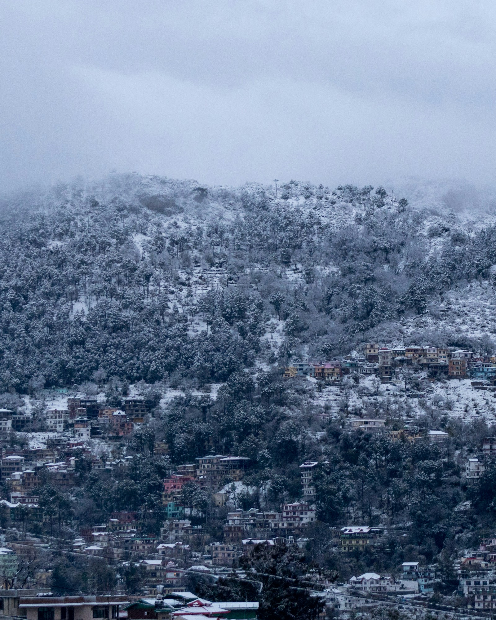 Snow-covered forested slopes and hillside buildings in Solan, Himachal Pradesh.